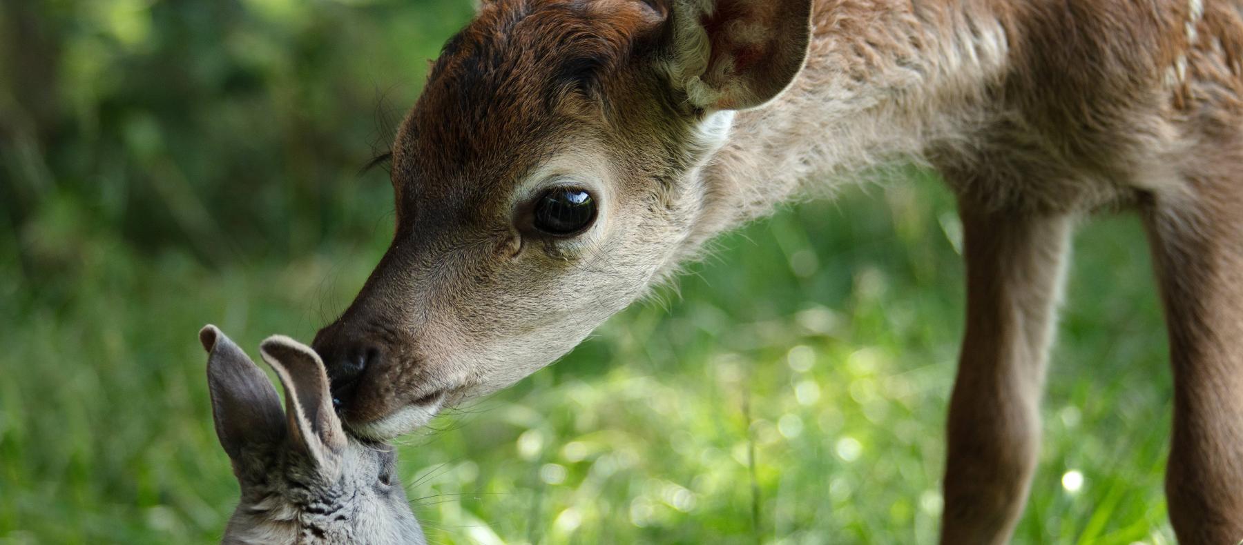 BAMBI - Et eventyr om livet i skogen